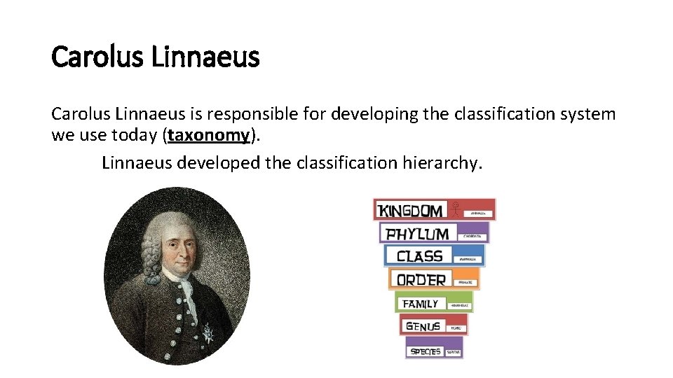 Carolus Linnaeus is responsible for developing the classification system we use today (taxonomy). Linnaeus