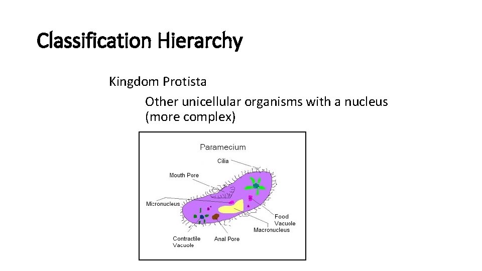 Classification Hierarchy Kingdom Protista Other unicellular organisms with a nucleus (more complex) 