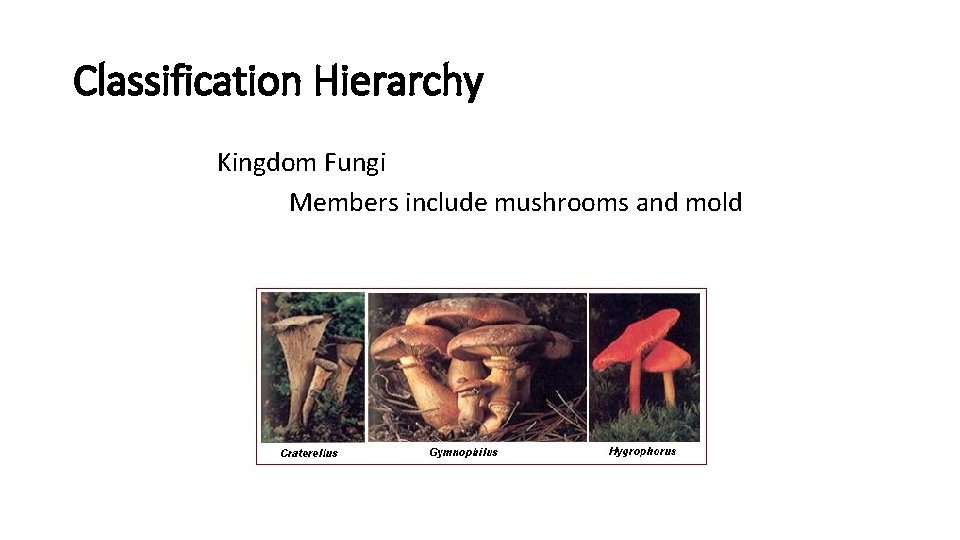 Classification Hierarchy Kingdom Fungi Members include mushrooms and mold 