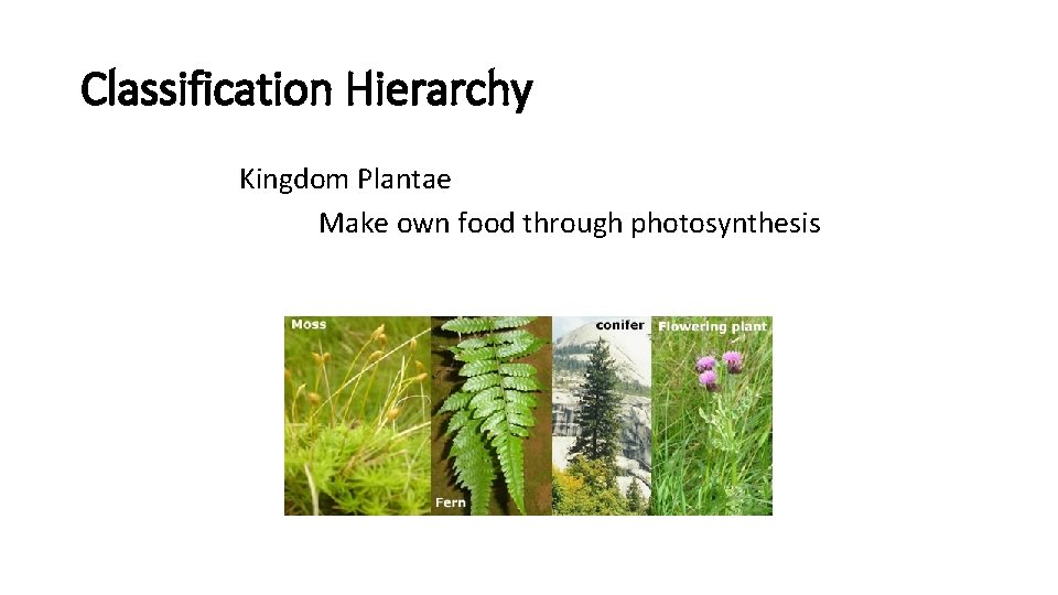 Classification Hierarchy Kingdom Plantae Make own food through photosynthesis 