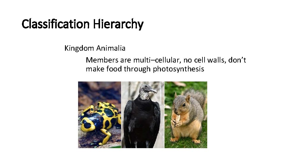 Classification Hierarchy Kingdom Animalia Members are multi–cellular, no cell walls, don’t make food through