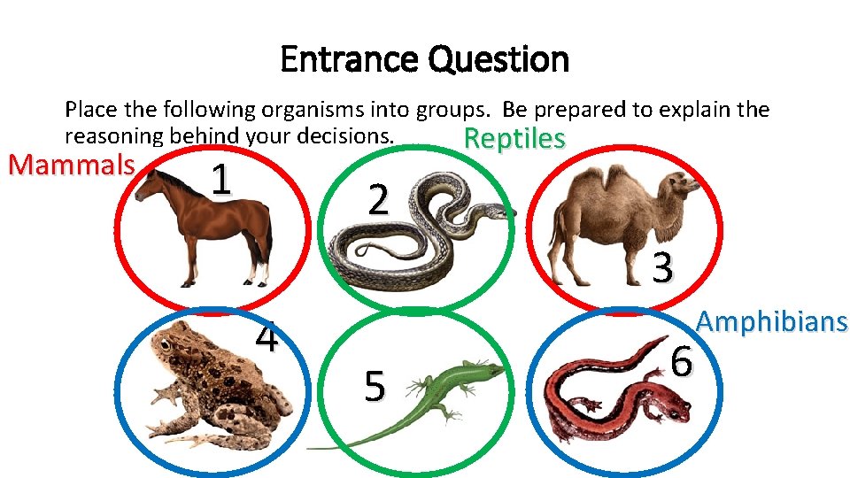 Entrance Question Place the following organisms into groups. Be prepared to explain the reasoning