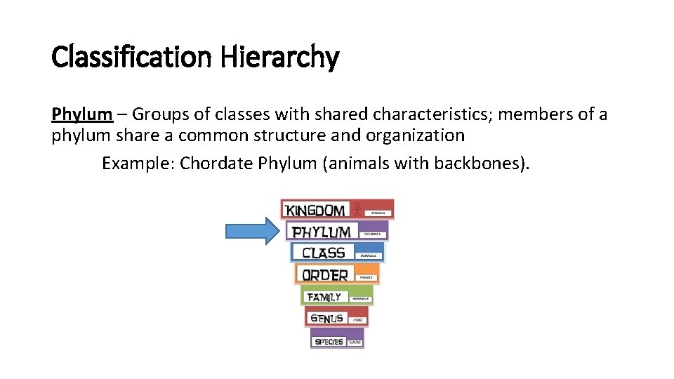 Classification Hierarchy Phylum – Groups of classes with shared characteristics; members of a phylum