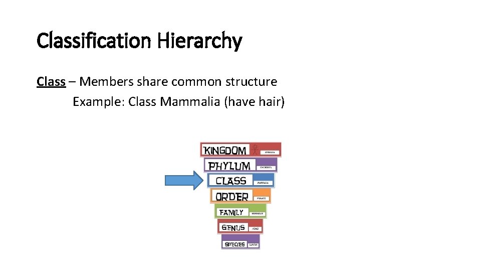 Classification Hierarchy Class – Members share common structure Example: Class Mammalia (have hair) 