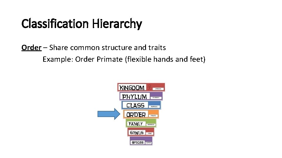 Classification Hierarchy Order – Share common structure and traits Example: Order Primate (flexible hands