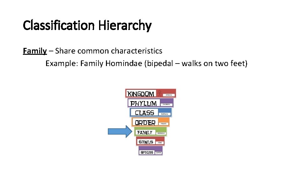Classification Hierarchy Family – Share common characteristics Example: Family Homindae (bipedal – walks on
