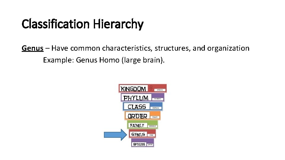 Classification Hierarchy Genus – Have common characteristics, structures, and organization Example: Genus Homo (large
