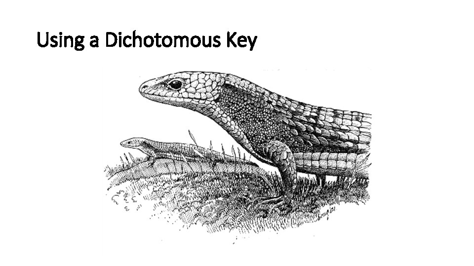 Using a Dichotomous Key 