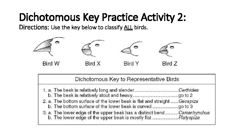 Dichotomous Key Practice Activity 2: Directions: Use the key below to classify ALL birds.