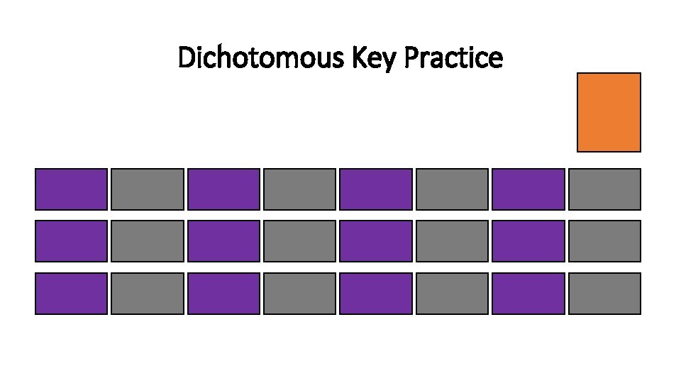 Dichotomous Key Practice 
