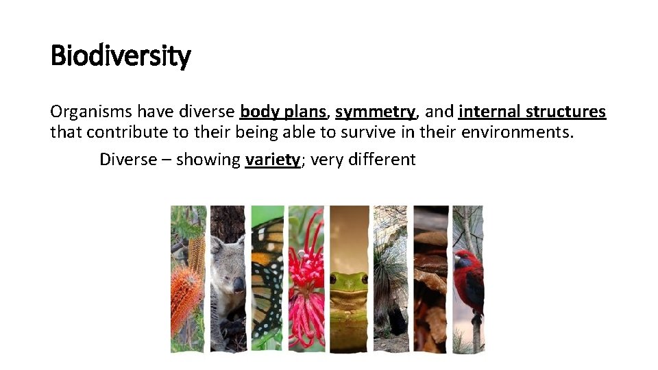Biodiversity Organisms have diverse body plans, symmetry, and internal structures that contribute to their