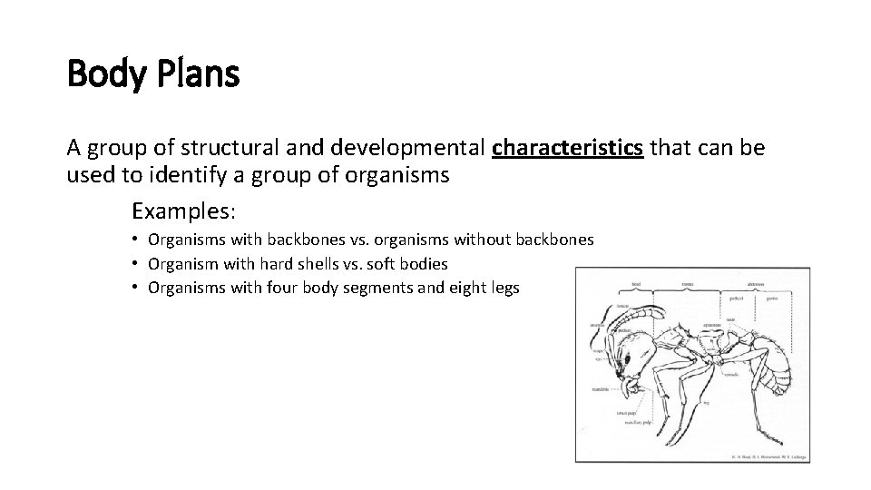 Body Plans A group of structural and developmental characteristics that can be used to