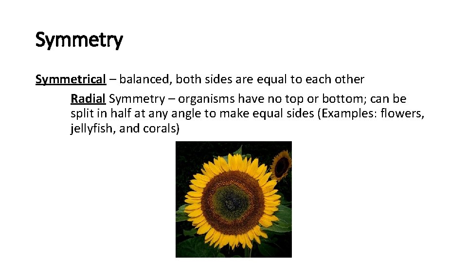 Symmetry Symmetrical – balanced, both sides are equal to each other Radial Symmetry –