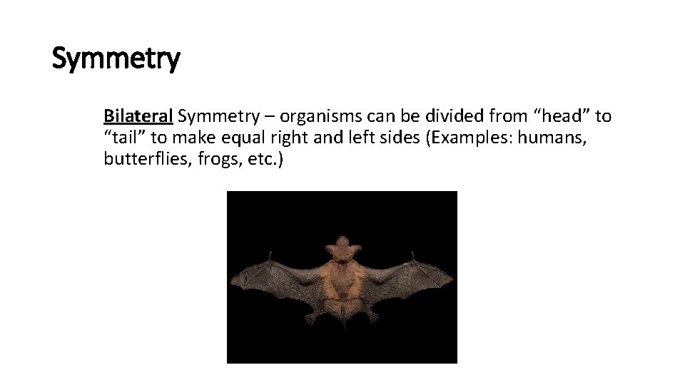 Symmetry Bilateral Symmetry – organisms can be divided from “head” to “tail” to make