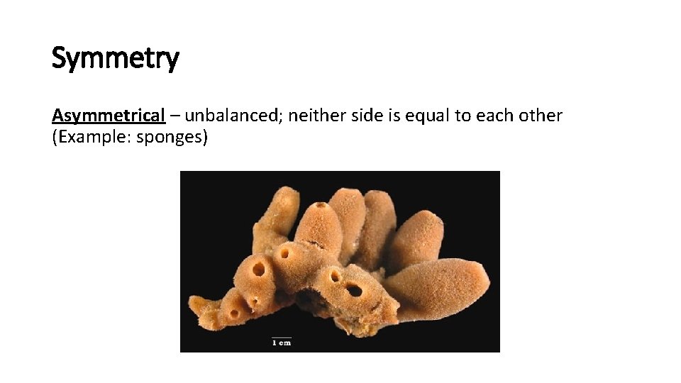 Symmetry Asymmetrical – unbalanced; neither side is equal to each other (Example: sponges) 