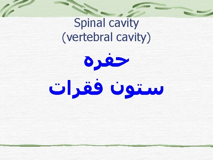 Spinal cavity (vertebral cavity) ﺣﻔﺮﻩ ﺳﺘﻮﻥ ﻓﻘﺮﺍﺕ 