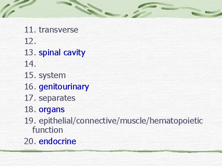 11. transverse 12. 13. spinal cavity 14. 15. system 16. genitourinary 17. separates 18.