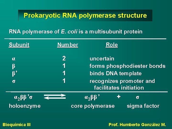 Prokaryotic RNA polymerase structure RNA polymerase of E. coli is a multisubunit protein Subunit