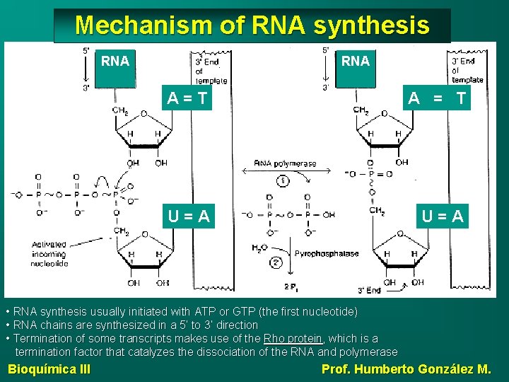 Mechanism of RNA synthesis RNA A=T A = T U=A • RNA synthesis usually