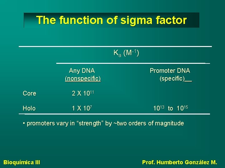The function of sigma factor Ka (M-1) Any DNA (nonspecific) Core 2 X 1011