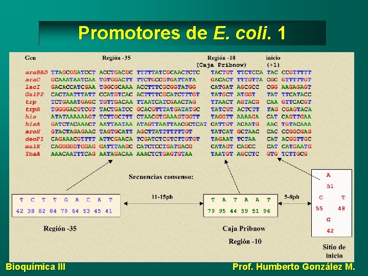 Promotores de E. coli. 1 Bioquímica III Prof. Humberto González M. 