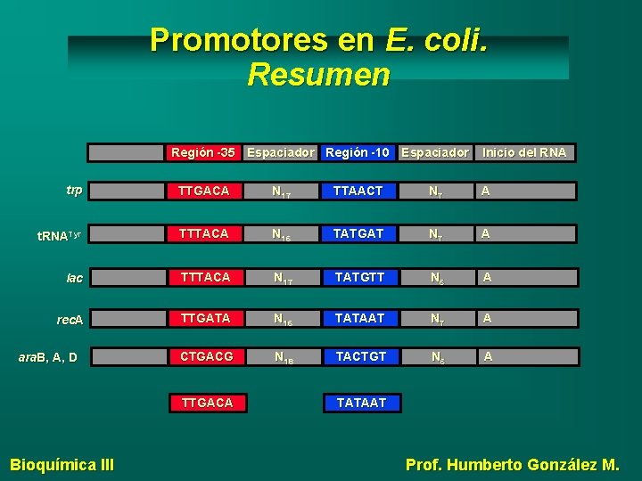 Promotores en E. coli. Resumen Región -35 Espaciador Región -10 Espaciador Inicio del RNA