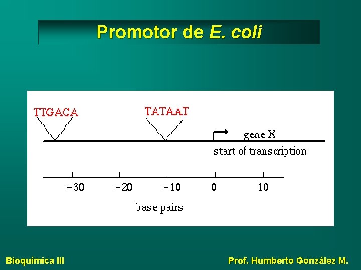 Promotor de E. coli Bioquímica III Prof. Humberto González M. 