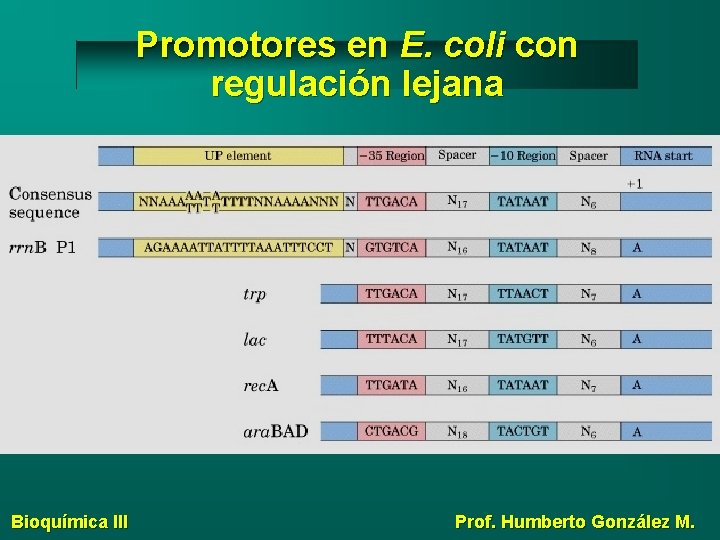 Promotores en E. coli con regulación lejana Bioquímica III Prof. Humberto González M. 