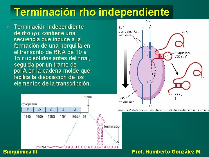 Terminación rho independiente Terminación independiente de rho (r), contiene una secuencia que induce a