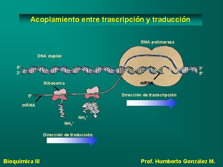 Acoplamiento entre trascripción y traducción RNA polimerasa DNA duplex 5' 3' 3' 5' m.