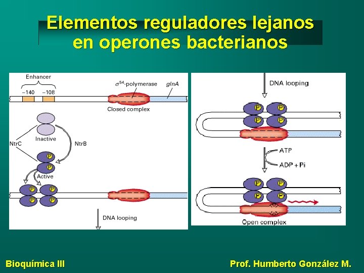 Elementos reguladores lejanos en operones bacterianos Bioquímica III Prof. Humberto González M. 