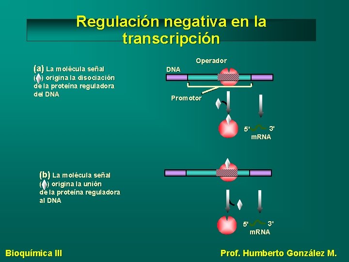 Regulación negativa en la transcripción (a) La molécula señal ( ) origina la disociación