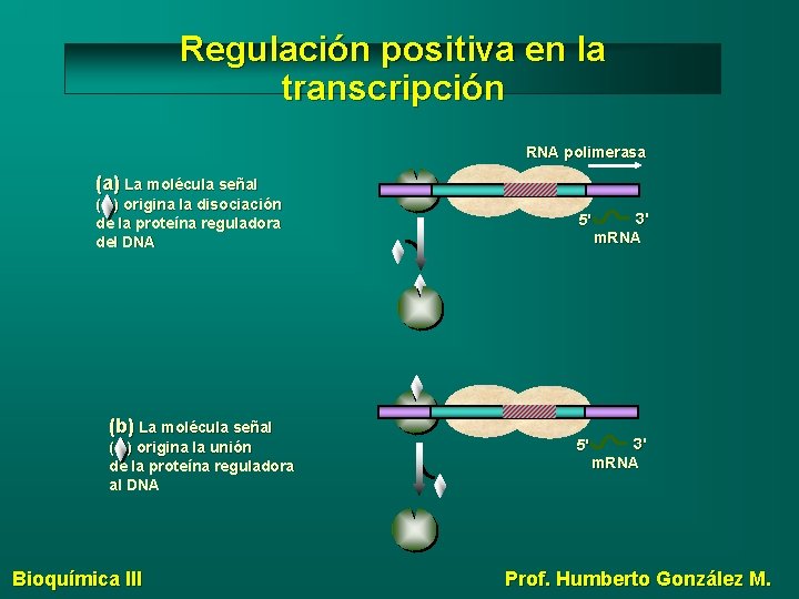Regulación positiva en la transcripción RNA polimerasa (a) La molécula señal ( ) origina