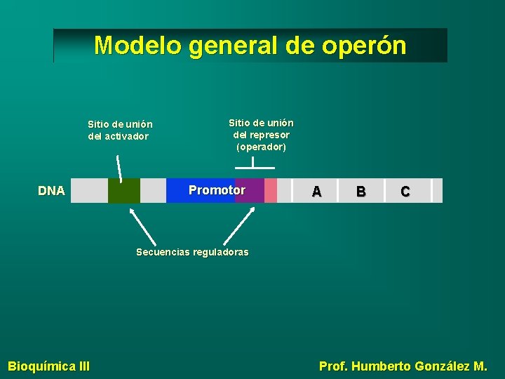 Modelo general de operón Sitio de unión del activador DNA Sitio de unión del