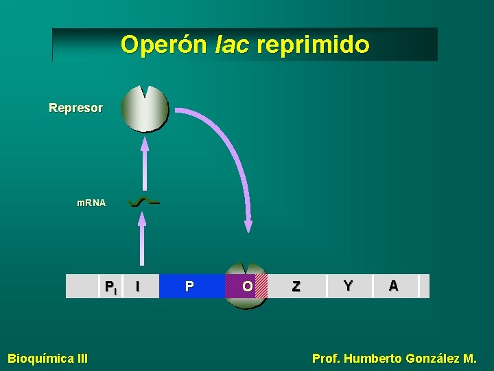 Operón lac reprimido Represor m. RNA PI Bioquímica III I P O Z Y