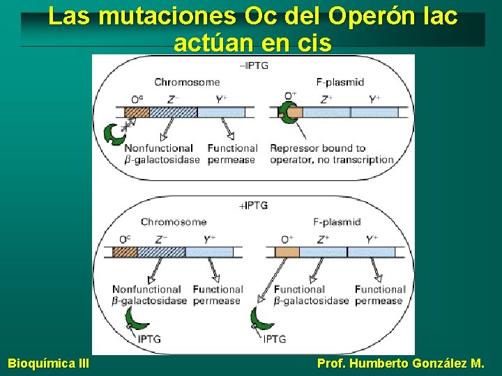 Las mutaciones Oc del Operón lac actúan en cis Bioquímica III Prof. Humberto González