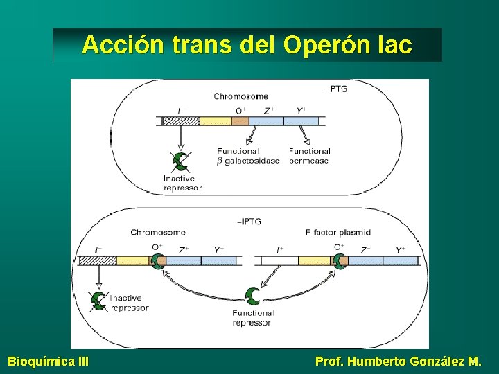 Acción trans del Operón lac Bioquímica III Prof. Humberto González M. 
