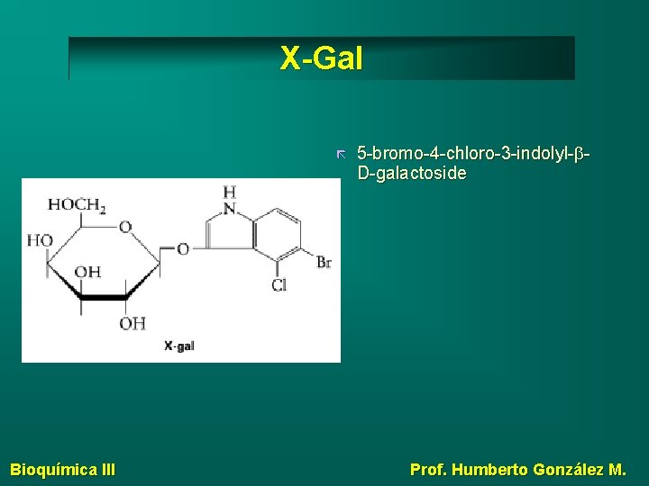 X-Gal Bioquímica III 5 -bromo-4 -chloro-3 -indolyl-b. D-galactoside Prof. Humberto González M. 