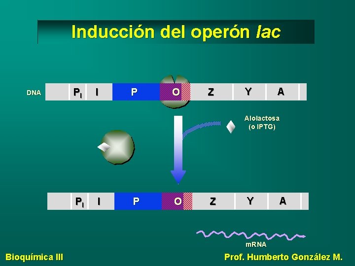 Inducción del operón lac DNA PI I P O Z Y A Alolactosa (o