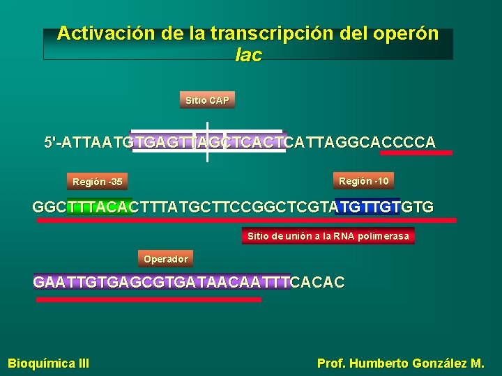 Activación de la transcripción del operón lac Sitio CAP 5'-ATTAATGTGAGTTAGCTCATTAGGCACCCCA Región -10 Región -35
