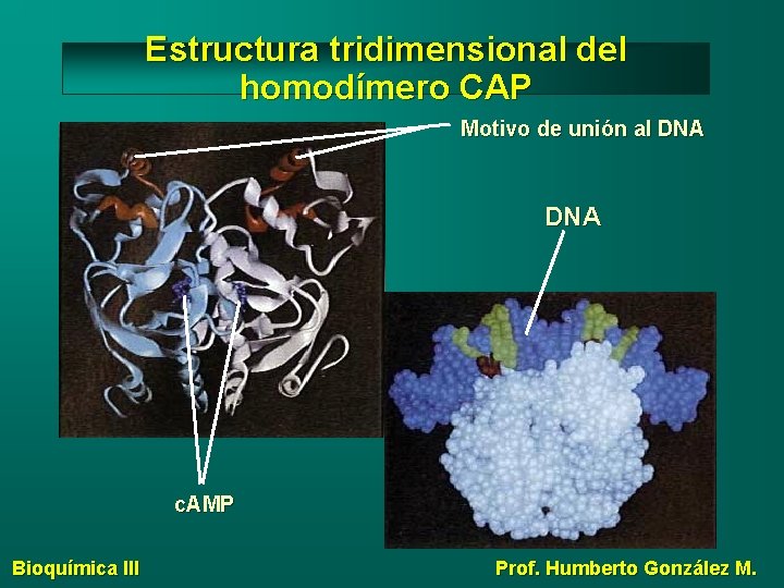 Estructura tridimensional del homodímero CAP Motivo de unión al DNA c. AMP Bioquímica III
