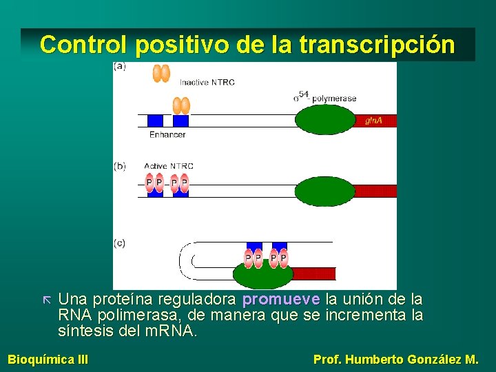 Control positivo de la transcripción Una proteína reguladora promueve la unión de la RNA