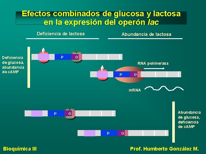 Efectos combinados de glucosa y lactosa en la expresión del operón lac Deficiencia de