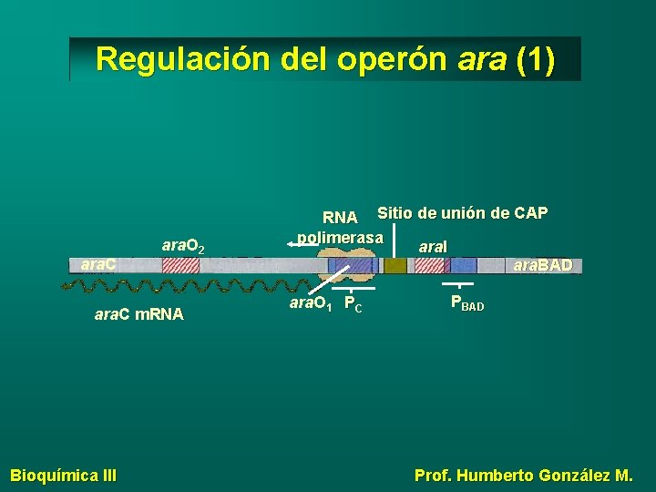 Regulación del operón ara (1) ara. C ara. O 2 ara. C m. RNA