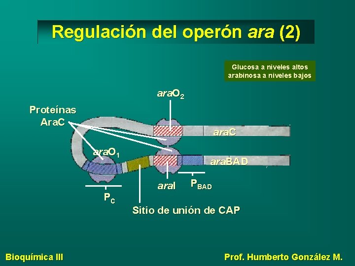 Regulación del operón ara (2) Glucosa a niveles altos arabinosa a niveles bajos ara.