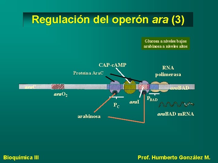 Regulación del operón ara (3) Glucosa a niveles bajos arabinosa a niveles altos CAP-c.