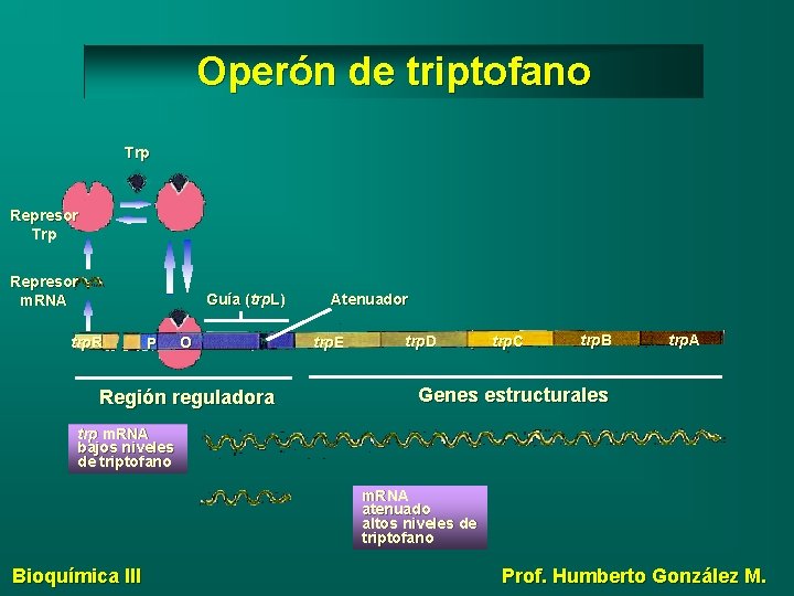 Operón de triptofano Trp Represor m. RNA Guía (trp. L) trp. R P O