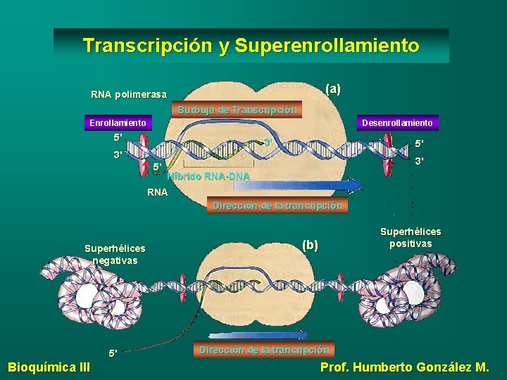 Transcripción y Superenrollamiento (a) RNA polimerasa Burbuja de Transcripción Enrollamiento Desenrollamiento 5' 3' Híbrido
