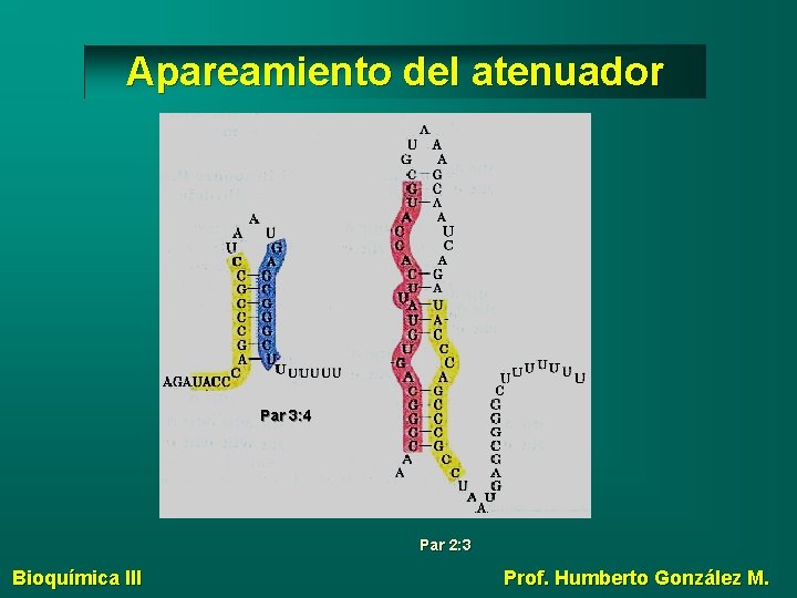 Apareamiento del atenuador Par 3: 4 Par 2: 3 Bioquímica III Prof. Humberto González