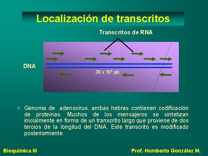 Localización de transcritos Transcritos de RNA DNA 36 x 103 pb Genoma de adenovirus,